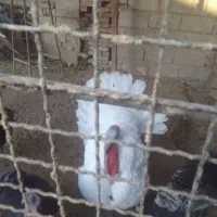 بوقلمون فروشی