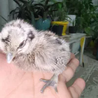 جوجه ابریشمی فول کیفیت|حیوانات مزرعه|مشهد, شهرک شیرین|دیوار