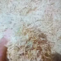 کاه گندم کاه کوب