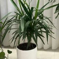 فروش گل