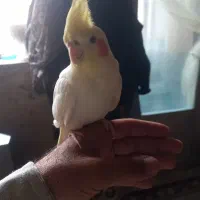 هروس هلندی نر وسالم