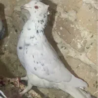 کبوتر موشی طوق سفید ماده سرور ماده|پرنده|لار, |دیوار