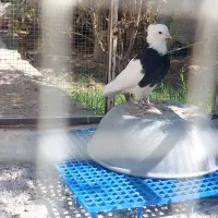 طوق سیاه زرین نر