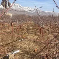 باغچه-سند-تک-برگ-متراژهای-متنوع-املاک-آلونک