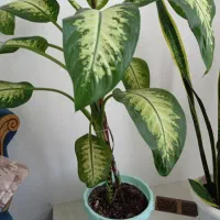 گل دیفن ماده( پاجوش میزنه)