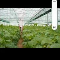 فروش گلخانه
