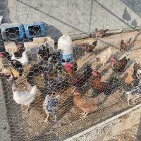 فروش مرغ ، خروس و تخم مرغ محلی