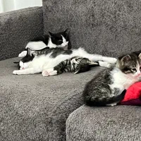 واگذاری بچه گربه ۲ ماهه