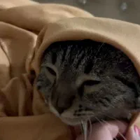 فریبرز 2 ساله عقیم شده|گربه|مشهد, یوسفیه (شهرک غرب)|دیوار