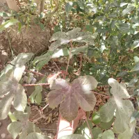 نهال قهوه|گل و گیاه طبیعی|ایرانشهر, |دیوار