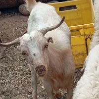 کهره نر کوچک و بزرگ بره ماده .بز|حیوانات مزرعه|بندرعباس, |دیوار