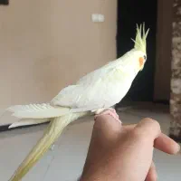 عروس هلندی|پرنده|شیراز, دلجو|دیوار