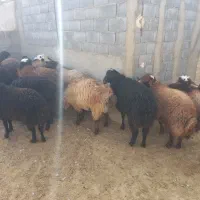 ۱۲ عدد بره نر بفرش میرسد|حیوانات مزرعه|کمیجان, |دیوار