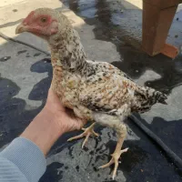 مرغ