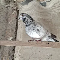 کفتر جفت دستپرقوچی|پرنده|فردیس, داوری|دیوار