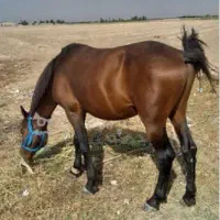 2 اسب باری با ادب و آرام