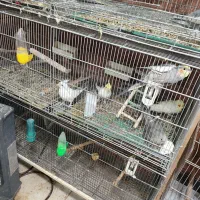 عروس هلندی تک و جفت و مولد موجود است|پرنده|بومهن, |دیوار