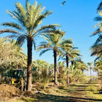 تحولی جدید در کیش|خدمات باغبانی و درختکاری|کیش, |دیوار