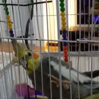 عروس سخنگو 8ماهه کاملا دستی با قفس|پرنده|رشت, کوی عرفان|دیوار