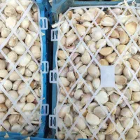 فروش سیر همدان بصورت کلی و جزئی|خوردنی و آشامیدنی|تهران, میدان میوه و تره‌بار مرکزی|دیوار