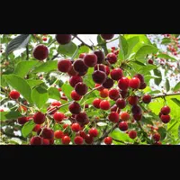 فروش باغ در اخر شبستر با تمامی وسایل داخل ویلا|فروش خانه و ویلا|تسوج, |دیوار