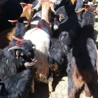 فروشی ۲۰ عدد کره چاق