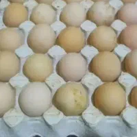 تخم مرغ محلی