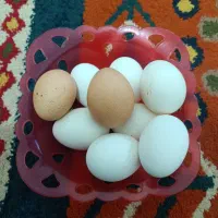 فروش تخم نطفه دار مرغ امروک یا پیلموت. گلین پنگونی|حیوانات مزرعه|نورآباد ممسنی, |دیوار