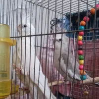 دو جفت عروس هلندی مولد