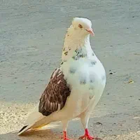 کبوتر رفتنی