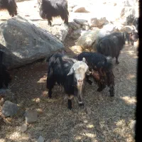 ۳۰ راس بز بفروش میرسد