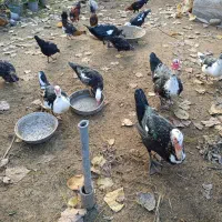 اردک اسرائیلی|حیوانات مزرعه|سلمان‌شهر, |دیوار