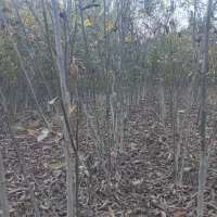 نهال گردو ۴ ساله  بزری1قد نهال 1/5تا 2متر دانه ۶۰|خدمات باغبانی و درختکاری|بجنورد, |دیوار