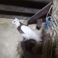 کفتر|حیوانات|مشهد, توس (بلوار توس)|دیوار