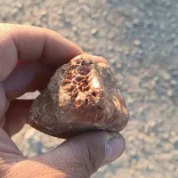 سنگ فسیل|کلکسیون اشیاء عتیقه|شهرضا, |دیوار