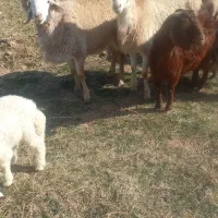 شک چینی اصل