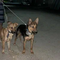 سگ ژرمن شیالو نر و ماده|سگ|گنبد کاووس, |دیوار