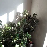 گل ها خانگی