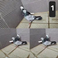 شازده کله ماستی بحرینی