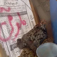فروش مرغ کاکل بلند نژاد دار فقط ۴۵۰