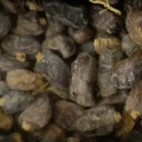 خرما کباب درجه یک دون درشت منطقه بناری