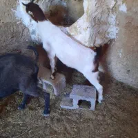 بز و گیسه|حیوانات مزرعه|زرند, |دیوار