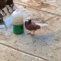 شازده