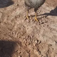 مزرعه حیوانات