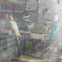 ۱۹عدد طوطی عروس و ۲عدد مرغ عشق