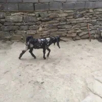 ۴۵۰۰۰۰۰۰۰۰۰۰۰