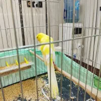 قناری رسمی بلندانتیک