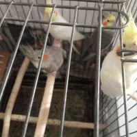 عروس هلندی|پرنده|میانه, |دیوار