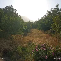 فروش یک قطعه باغ|فروش دفتر صنعتی، کشاورزی، تجاری|خمین, |دیوار