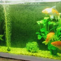 ماهی قرمز یا گلد فیش مولد